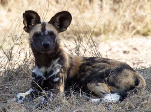 0902_Ngala Tented Camp_032.jpg